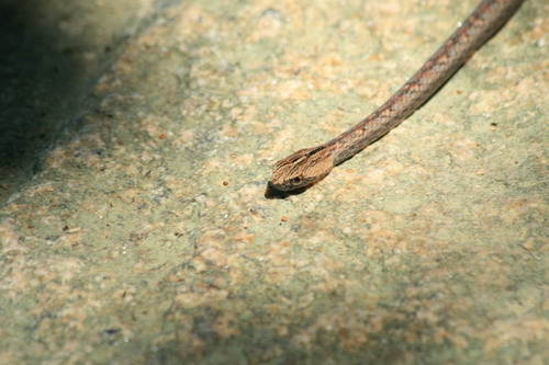 请问这是什麼蛇?(2)